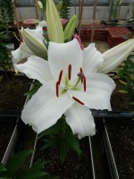 [4371 White Balloons GA No02.JPG]